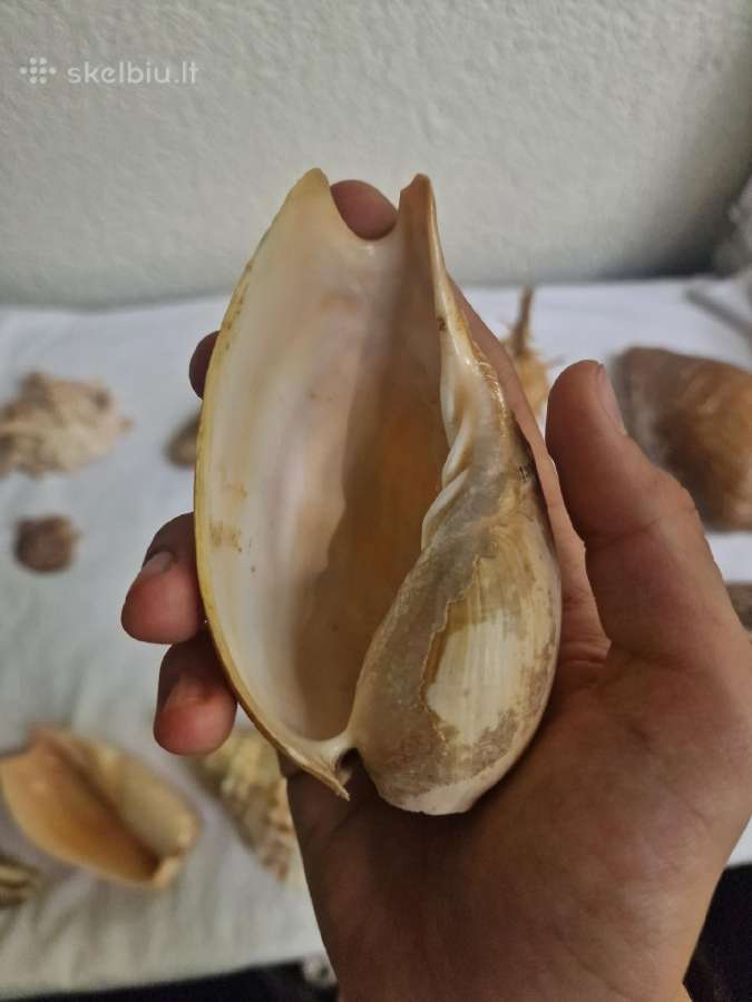 Sena kriauklių kolekcija (+25 metai) - nuotraukos Nr. 26