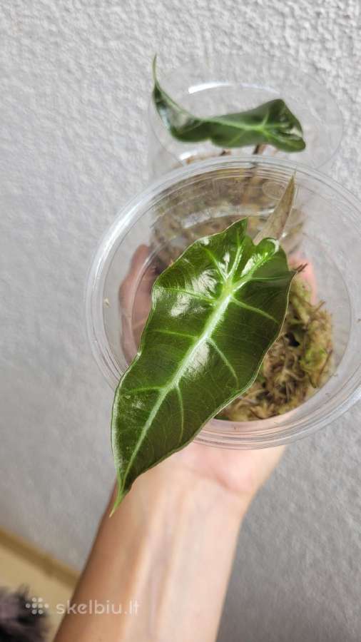 Alocasia Amazonica