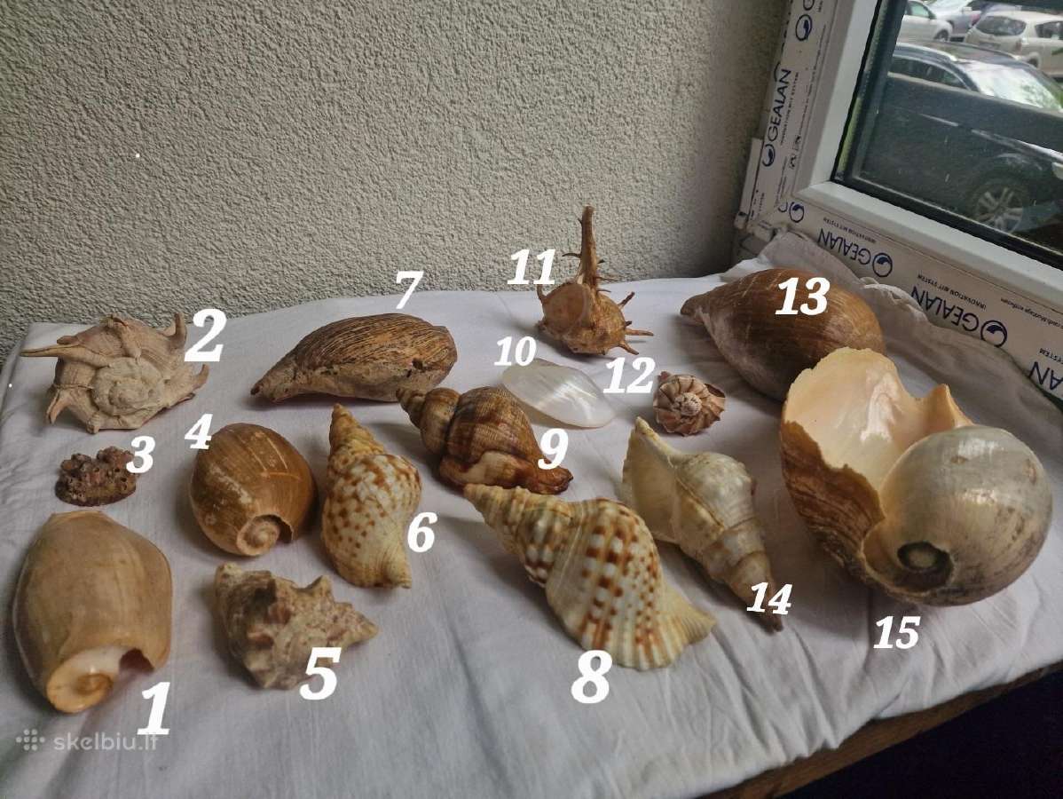 Sena kriauklių kolekcija (+25 metai) - nuotraukos Nr. 2