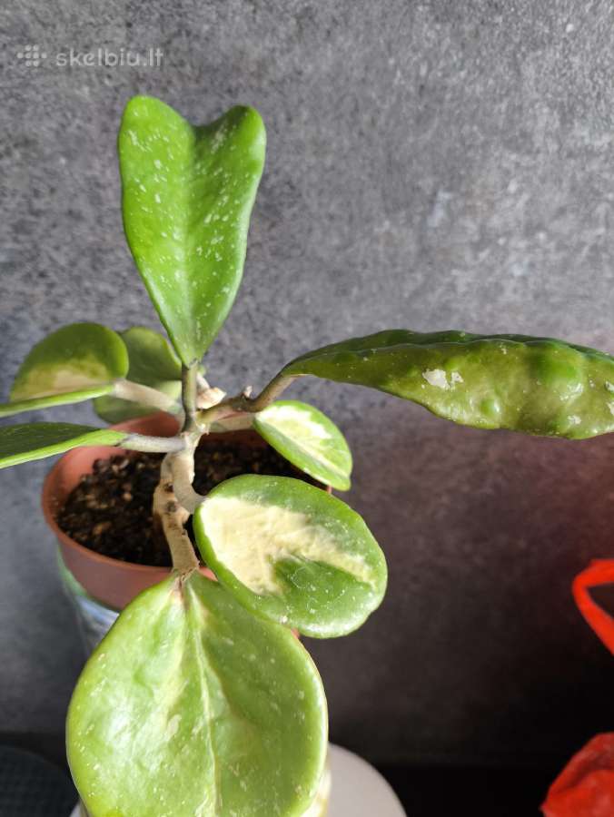 Hoya obovata