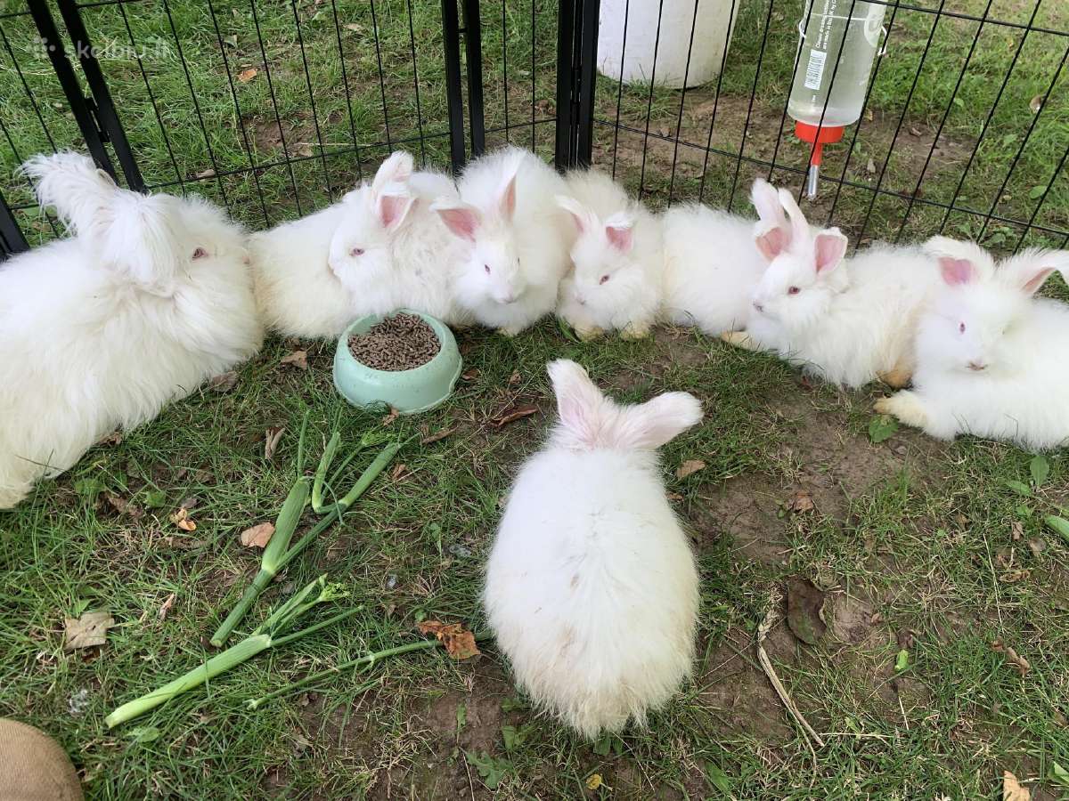 Parduodu “Angora'' su dokumentais, skiepyta. - nuotraukos Nr. 4