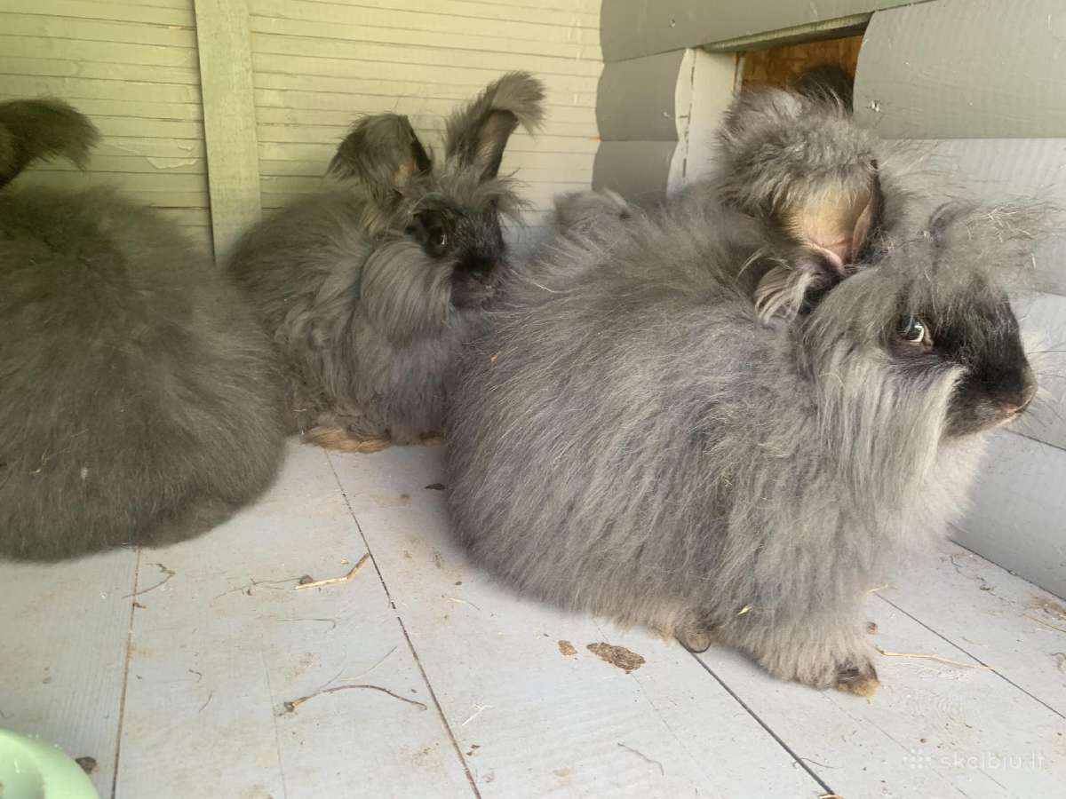 Parduodu “Angora'' su dokumentais, skiepyta. - nuotraukos Nr. 3