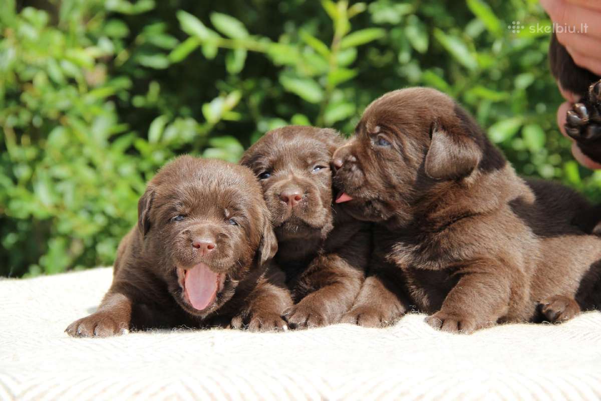 Kilmingi labradoro retriveriai - nuotraukos Nr. 15