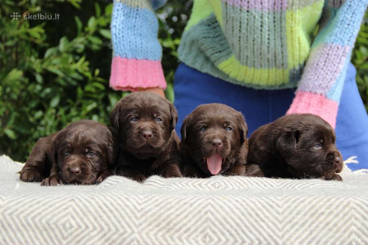Kilmingi labradoro retriveriai - nuotraukos Nr. 9
