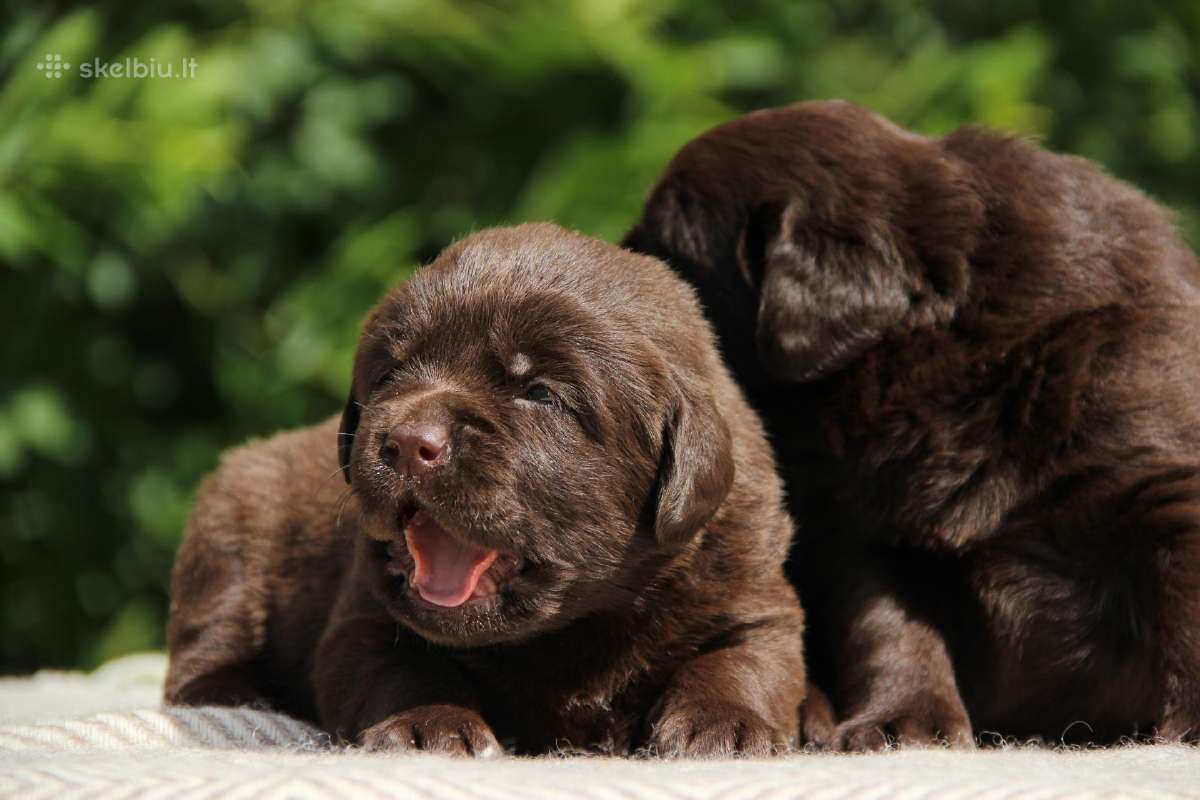 Kilmingi labradoro retriveriai - nuotraukos Nr. 11