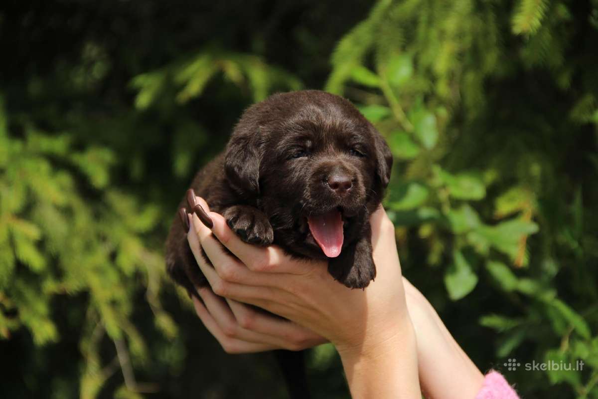 Kilmingi labradoro retriveriai - nuotraukos Nr. 6