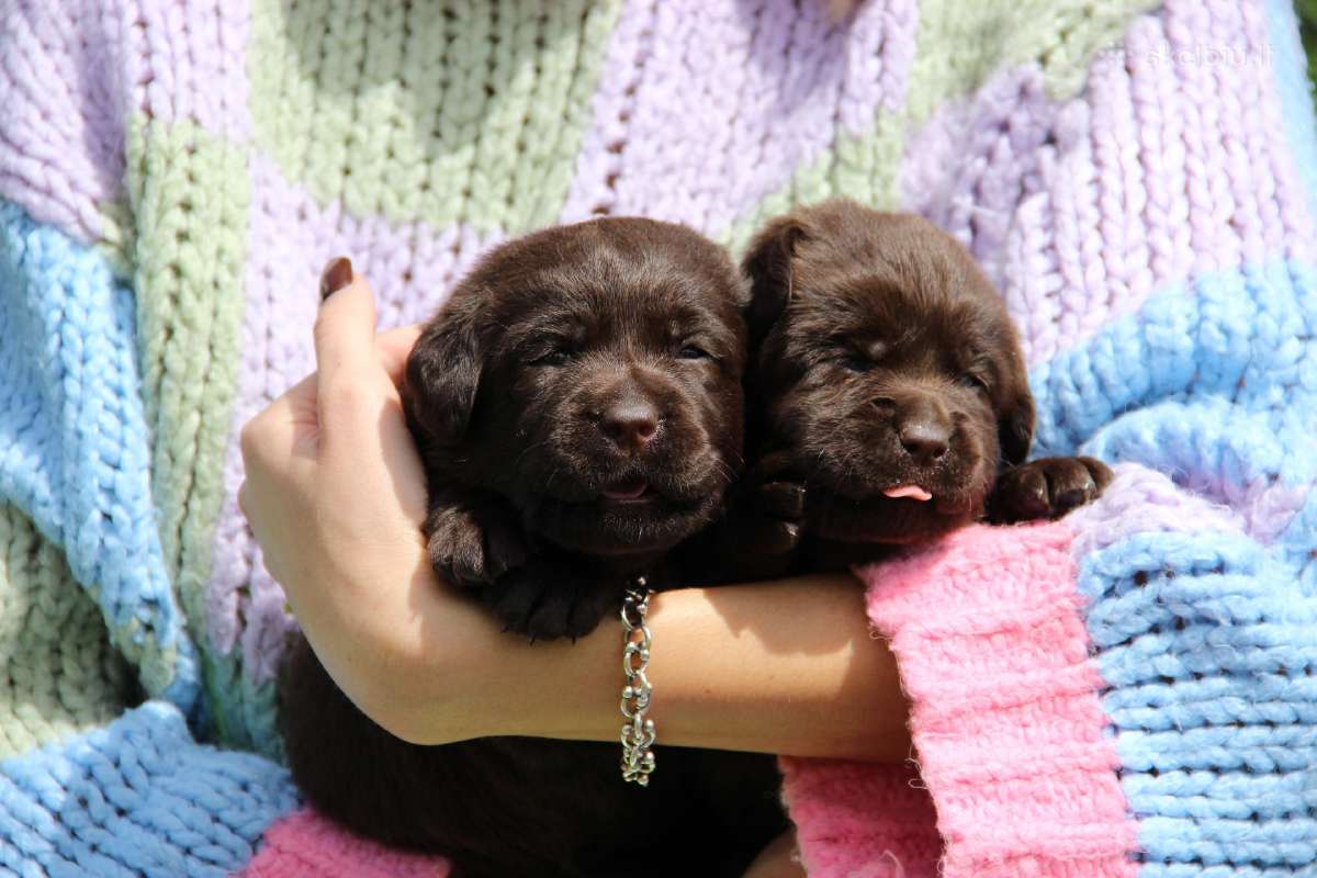 Kilmingi labradoro retriveriai - nuotraukos Nr. 7