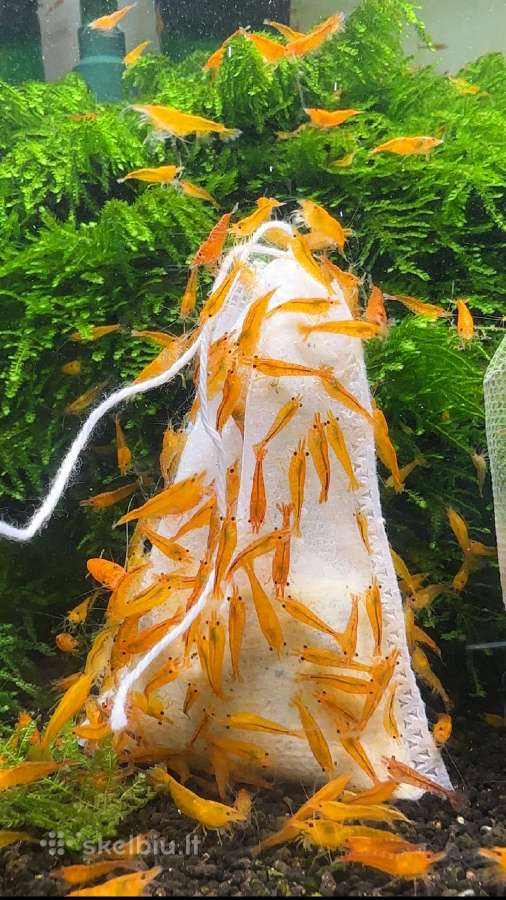 Orange Sakura Neocaridina - krevetės - nuotraukos Nr. 2