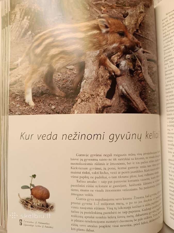 Miškas ir mes - nuotraukos Nr. 3