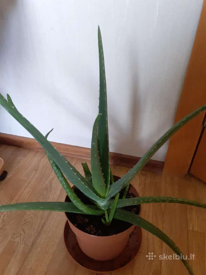 Parduodu alaviją - nuotraukos Nr. 2