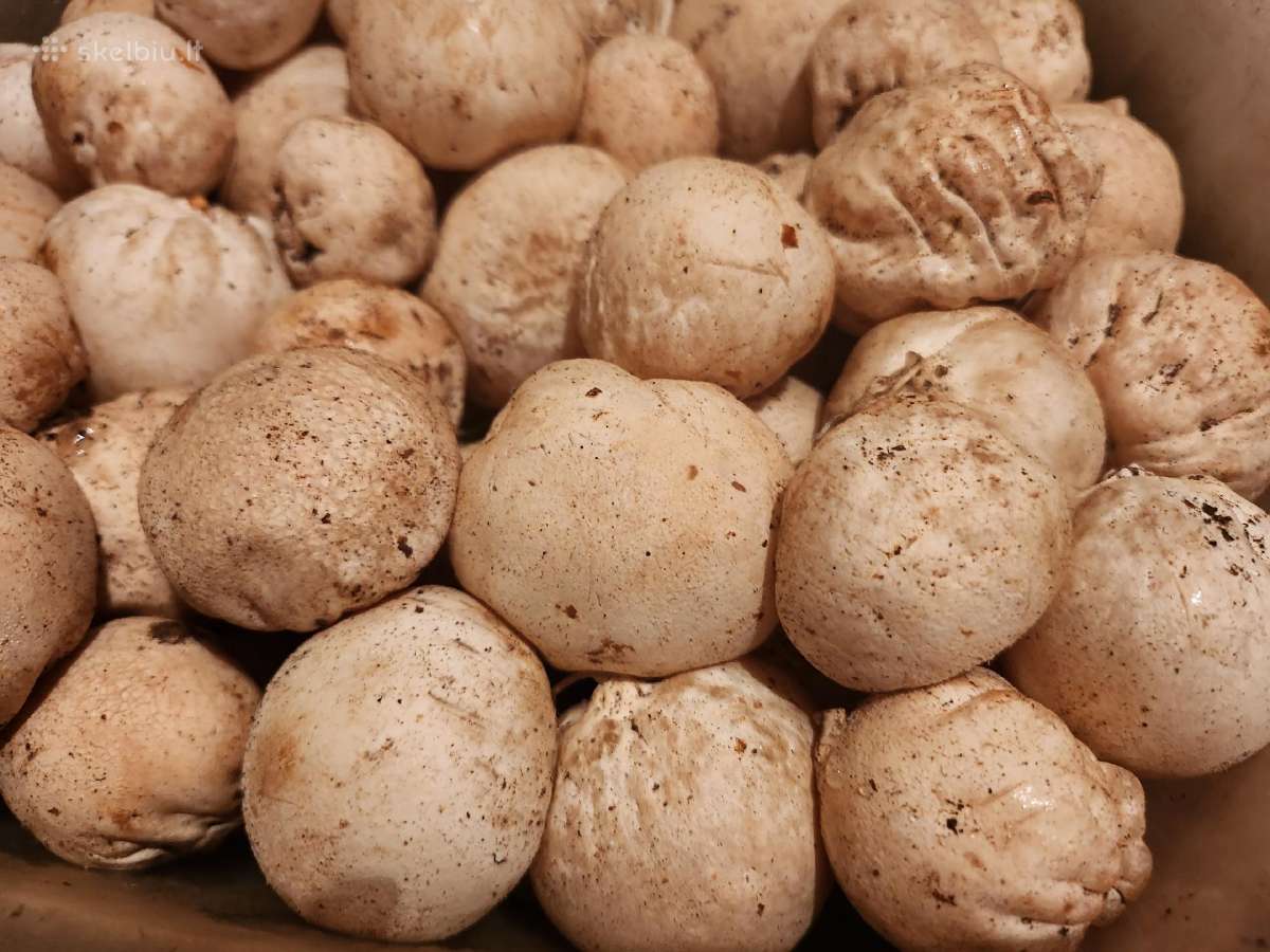Parduodu 3kg poniabudžių, Vilnius, Pilaitė - nuotraukos Nr. 5