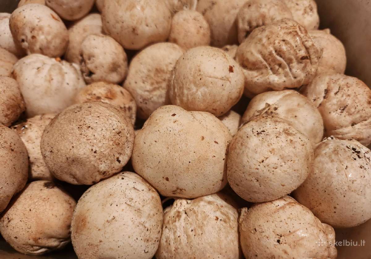 Parduodu 3kg poniabudžių, Vilnius, Pilaitė - nuotraukos Nr. 6