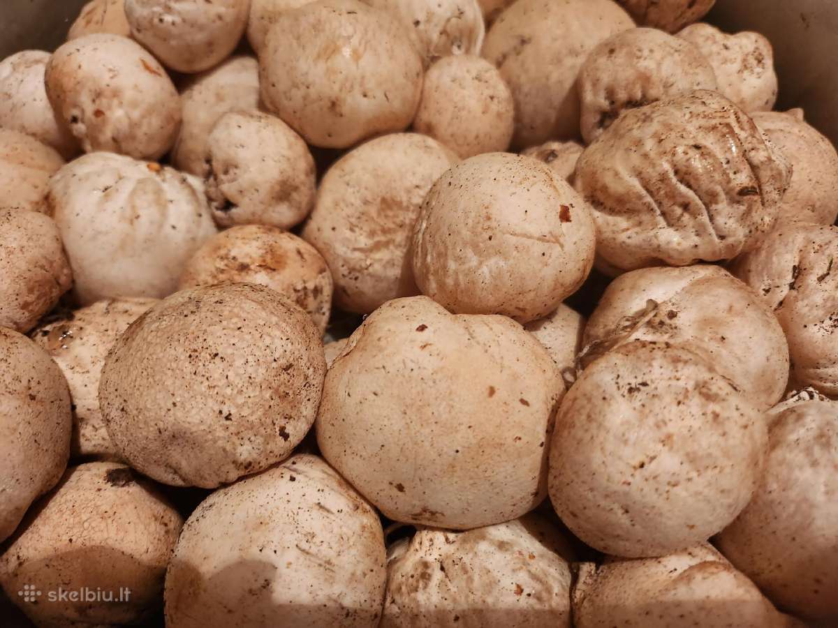 Parduodu 3kg poniabudžių, Vilnius, Pilaitė - nuotraukos Nr. 7