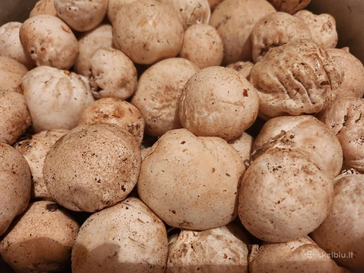 Džiovintos poniabudės, maltos poniabudės - nuotraukos Nr. 11