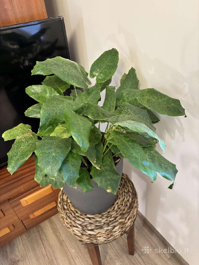 Calathea network