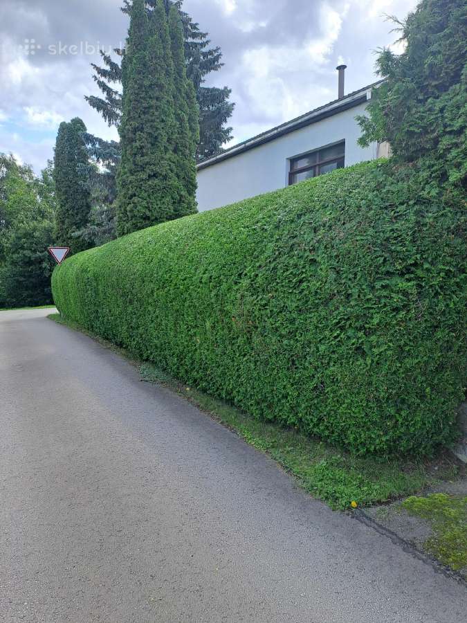 Gyvatvorių karpymas, žeminimas, formavimas - nuotraukos Nr. 6