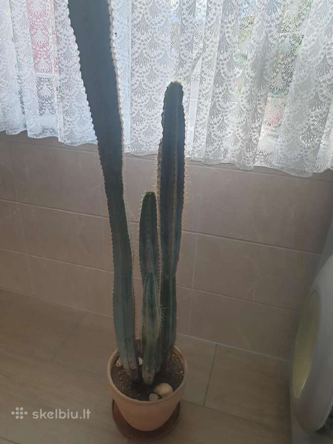 Kaktusas 160 cm, 30 metų - nuotraukos Nr. 2