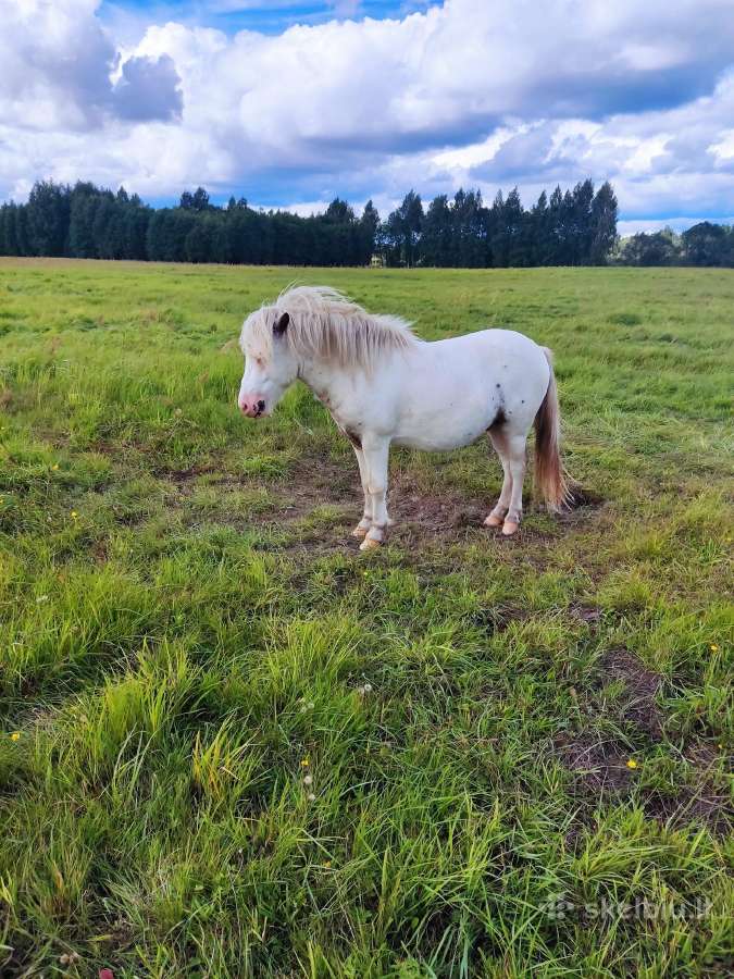 Noriu parduoti, siulikit kaina ? - nuotraukos Nr. 4