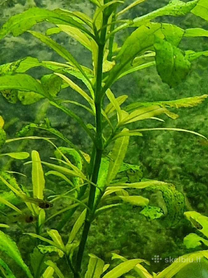 Augalai: ragalapis, anubis, bucepchalandra, ričija