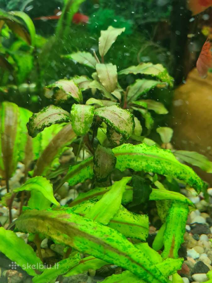 Augalai: ragalapis, anubis, bucepchalandra, ričija - nuotraukos Nr. 2