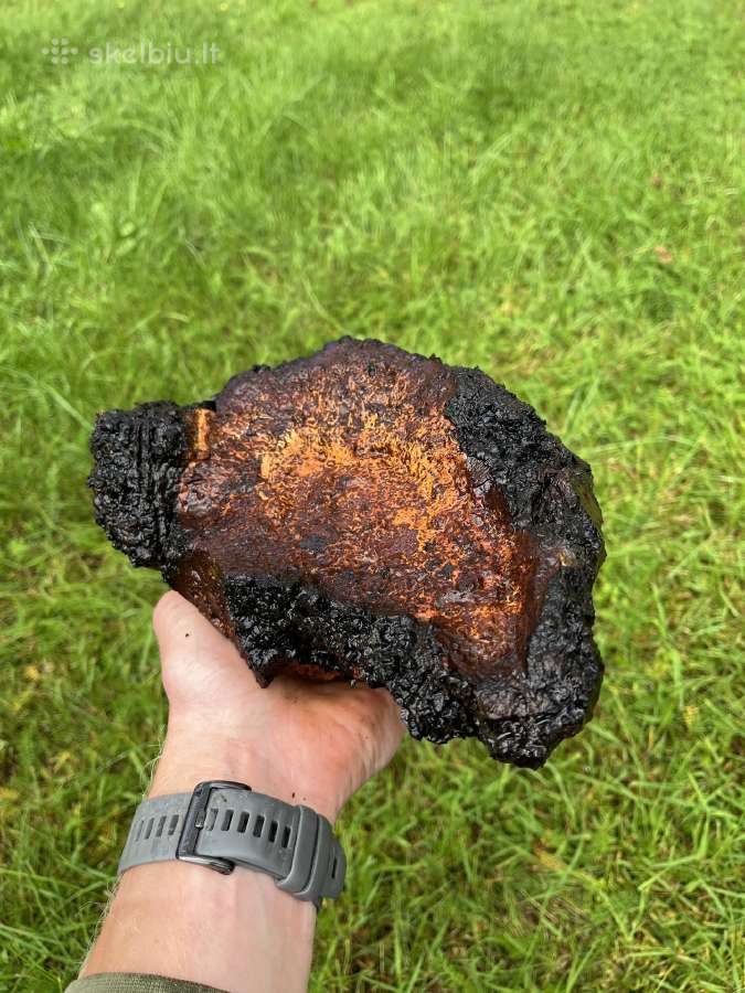 Juodasis beržo grybas čaga (chaga,čiaga)