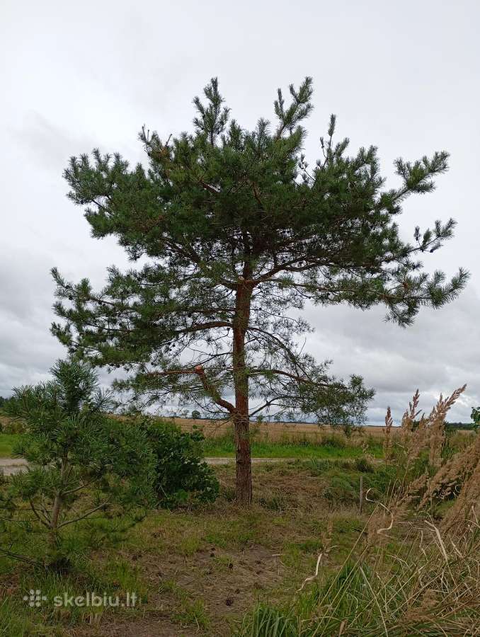 1,33ha sklypas prie Šiaulių jūros - nuotraukos Nr. 24