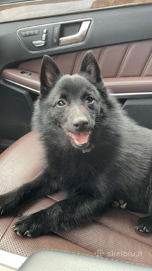 Poruojamas/kergimui Šiperkės (Schipperke) patinas - nuotraukos Nr. 4
