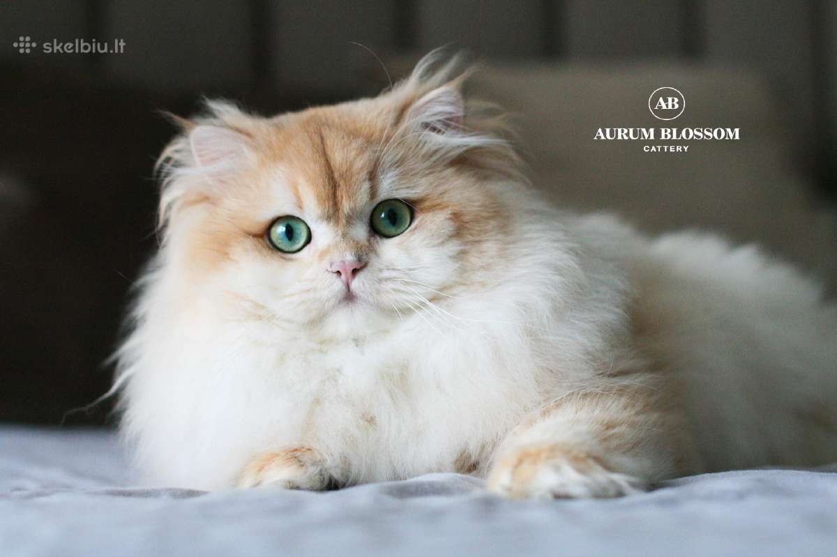 Sweet golden bri kitten - nuotraukos Nr. 12