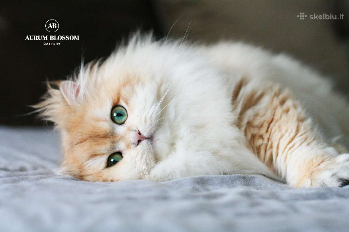 Sweet golden bri kitten - nuotraukos Nr. 13