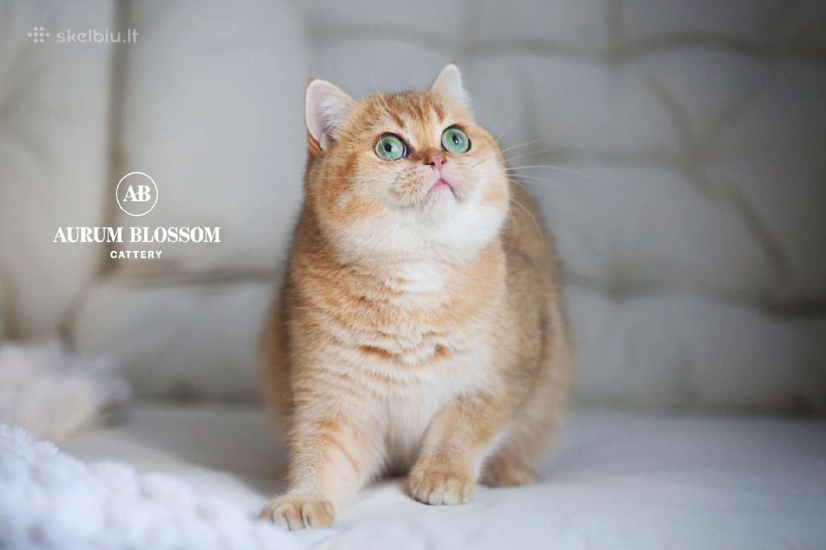 Sweet golden bri kitten - nuotraukos Nr. 14