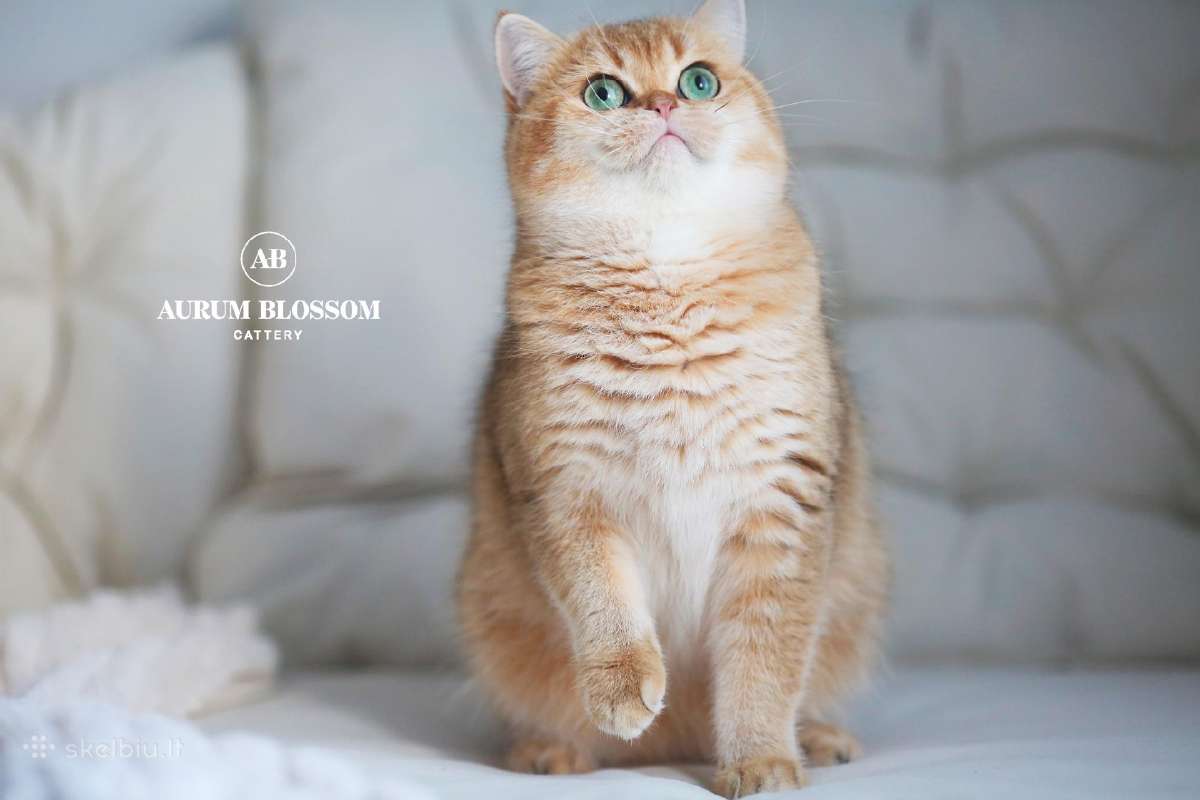 Sweet golden bri kitten - nuotraukos Nr. 15