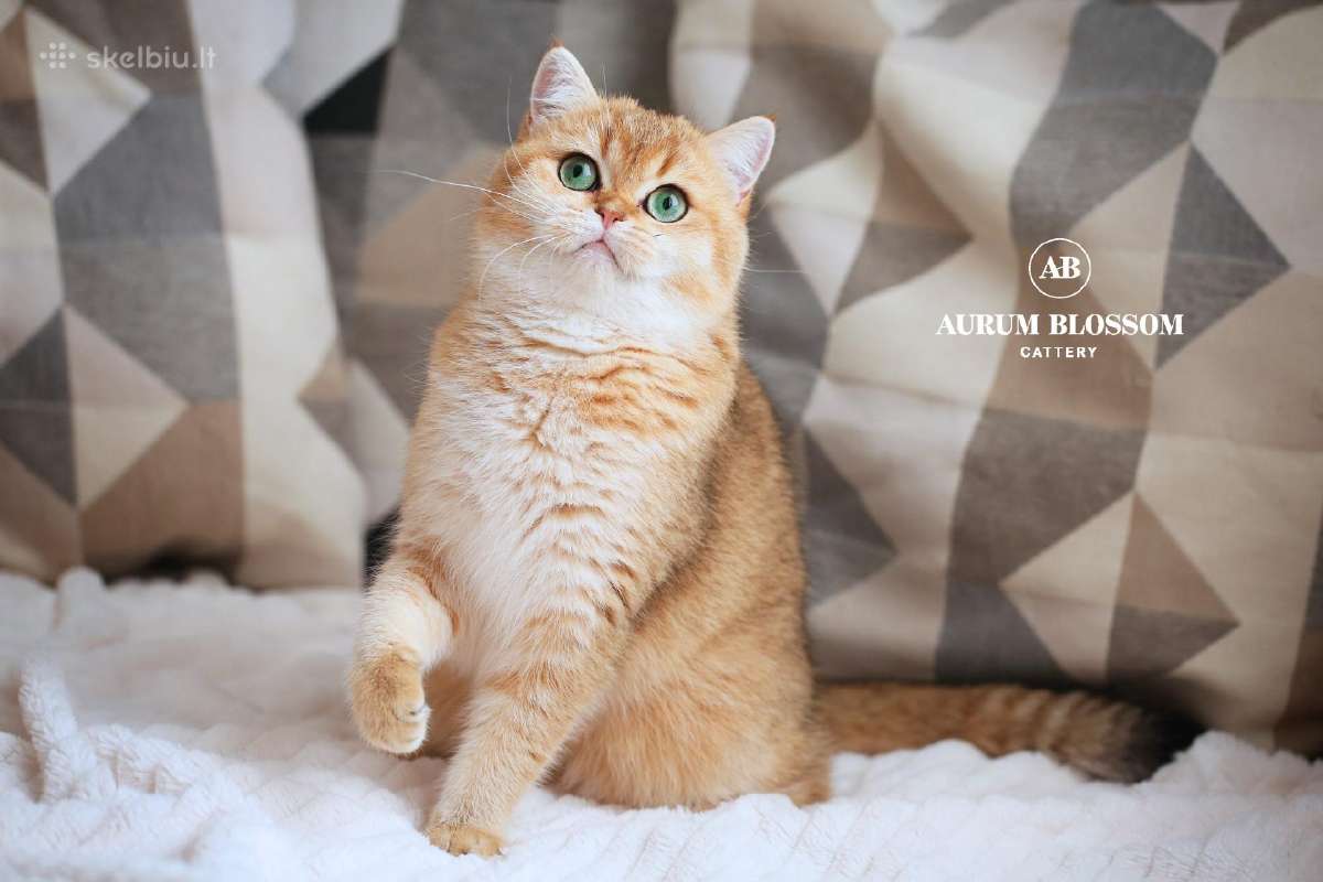 Sweet golden bri kitten - nuotraukos Nr. 16
