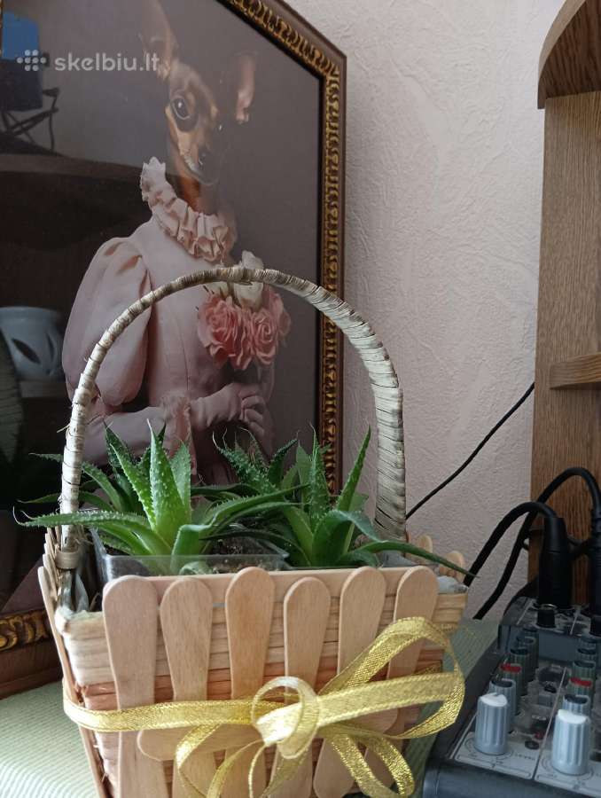 Sukulentai Haworthia fasciata