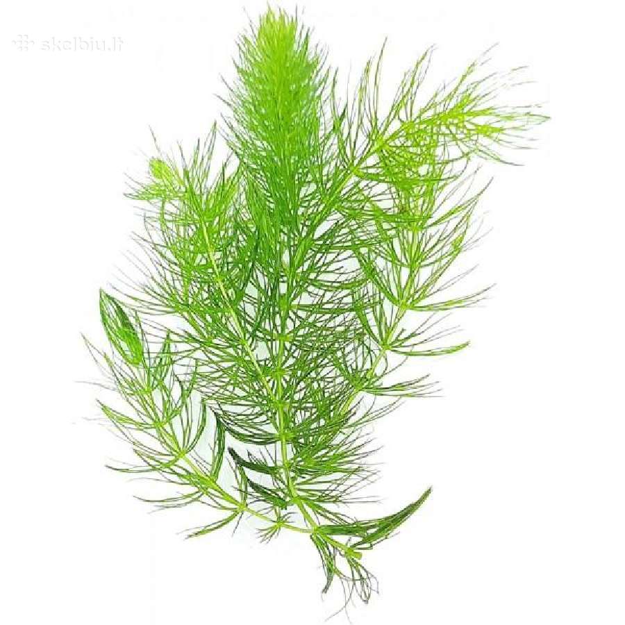 Augalai: ragalapis, anubis, bucepchalandra, ričija - nuotraukos Nr. 4