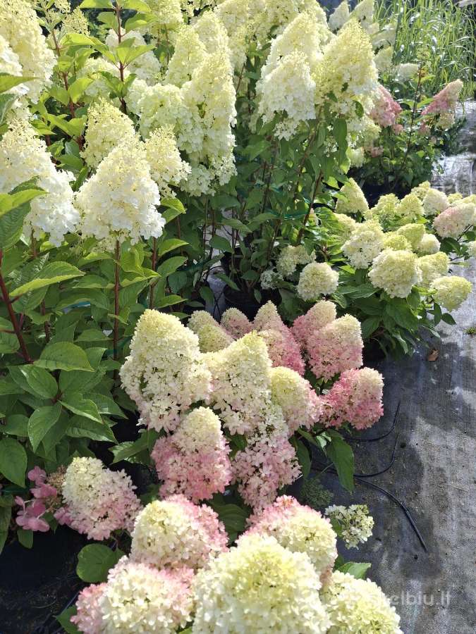 Hortenzijos,rododendrai,azalijos ,magnolijos - nuotraukos Nr. 2