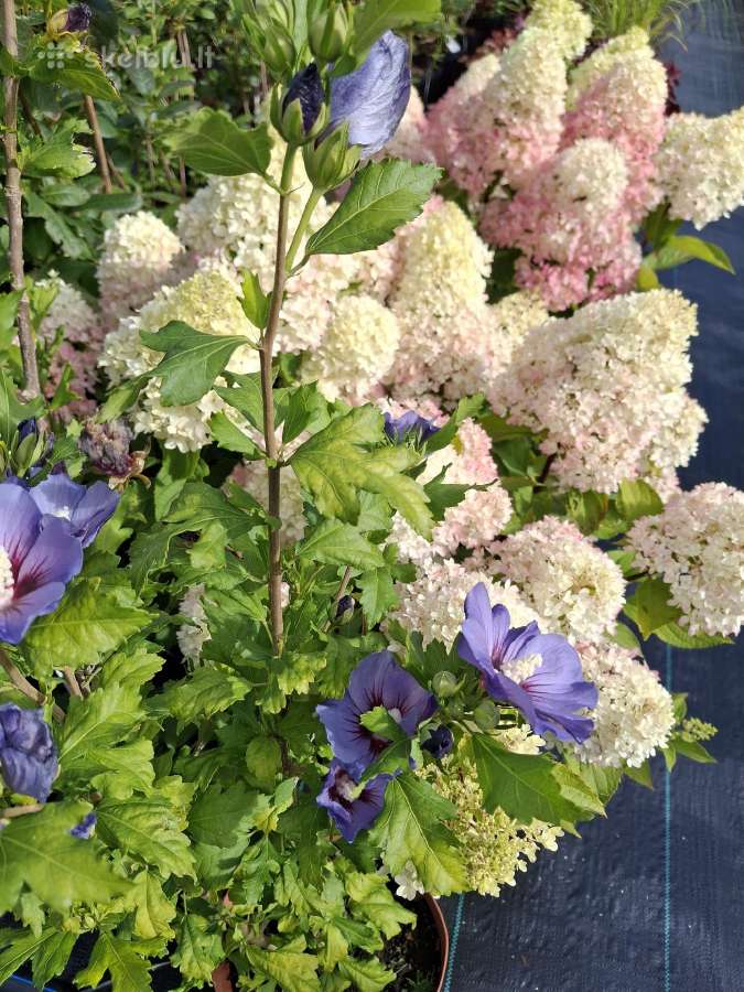 Hortenzijos,rododendrai,azalijos ,magnolijos - nuotraukos Nr. 4