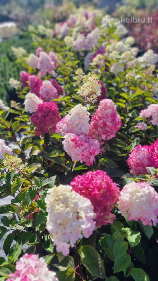 Hortenzijos,rododendrai,azalijos ,magnolijos - nuotraukos Nr. 5