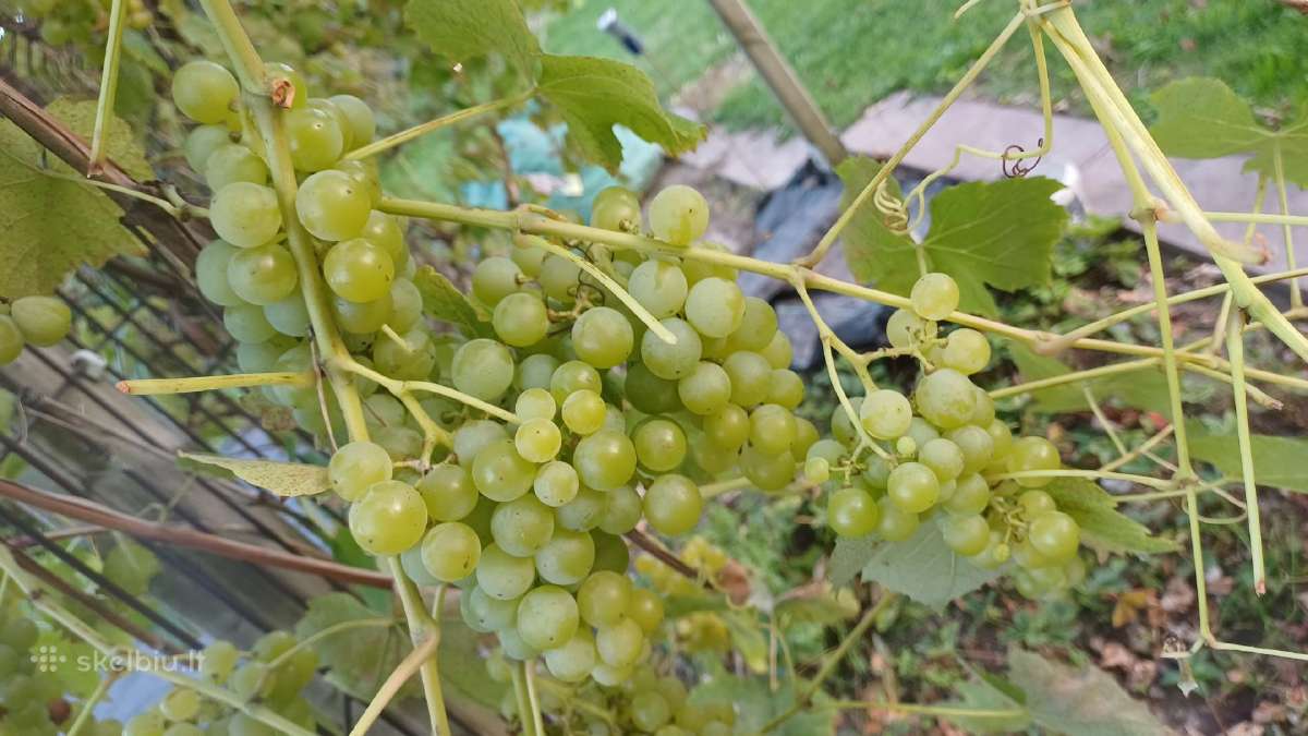 Daugiamečiai augalai - nuotraukos Nr. 27