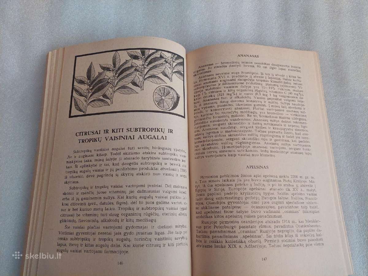 Maistinių augalų gydomosios savybės - nuotraukos Nr. 5