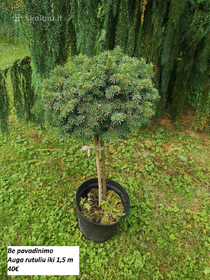 Dekoratyviniai spygliuočiai. - nuotraukos Nr. 2