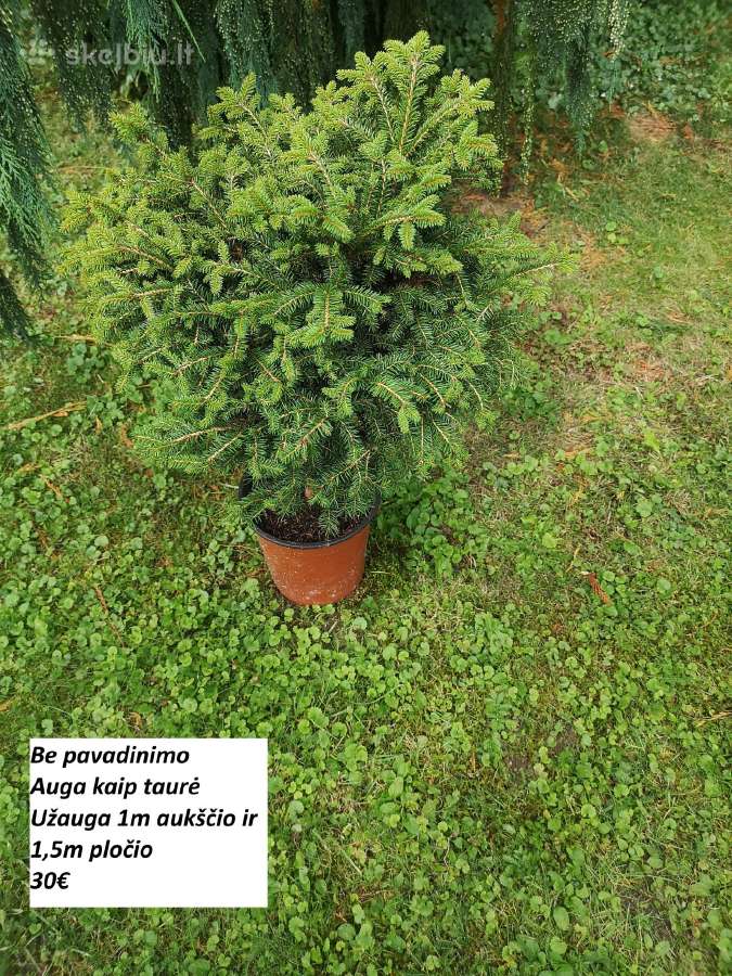Dekoratyviniai spygliuočiai. - nuotraukos Nr. 4