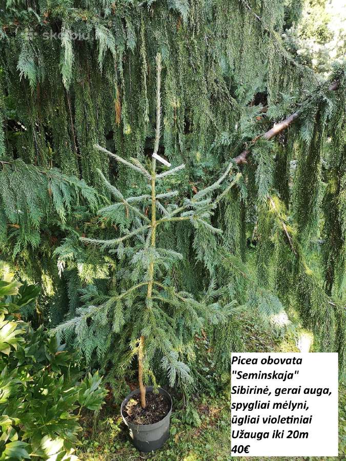 Dekoratyviniai spygliuočiai. - nuotraukos Nr. 13