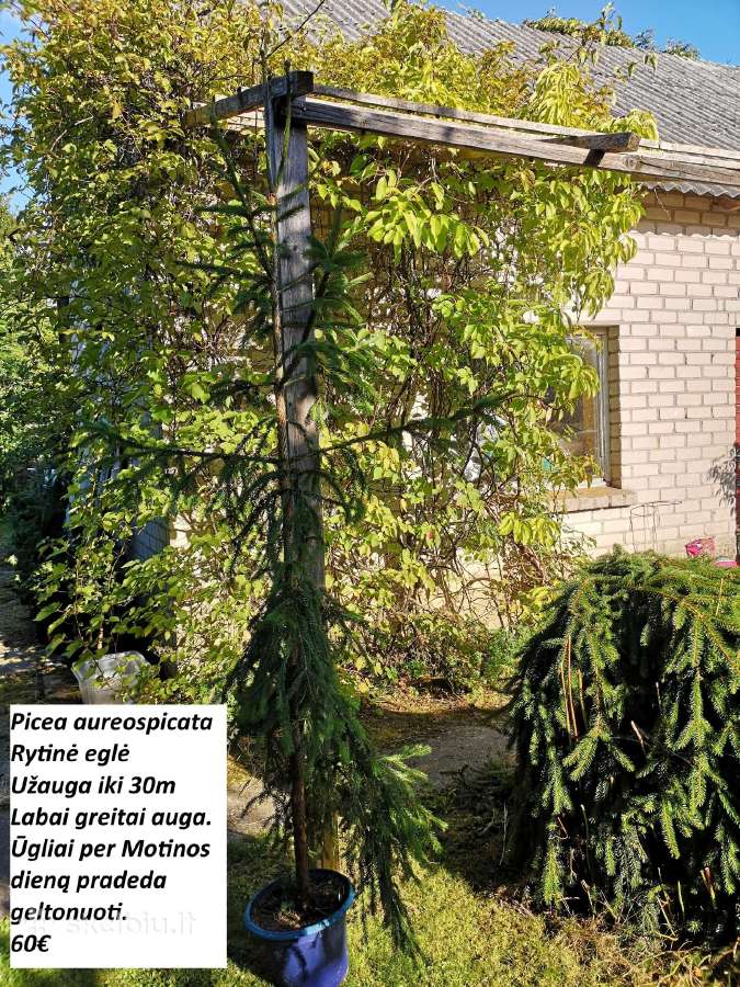 Dekoratyviniai spygliuočiai. - nuotraukos Nr. 14