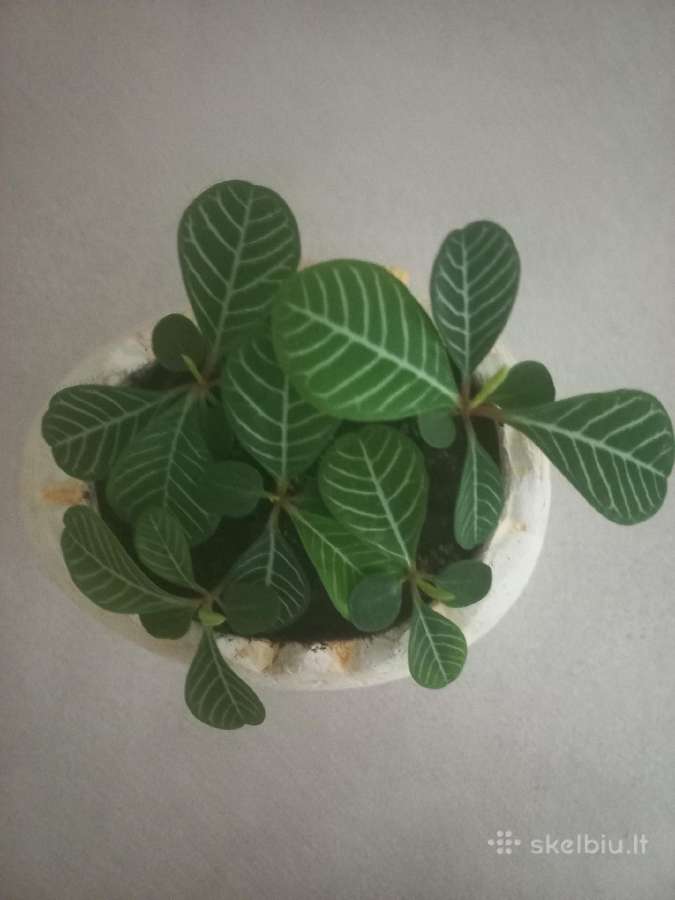 Baltagyslė karpažolė (Euphorbia leuconeura) - nuotraukos Nr. 8