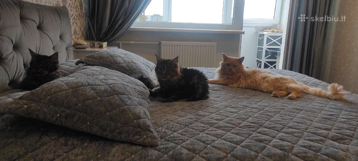 Meino meškėnų katinas kergimui - nuotraukos Nr. 2