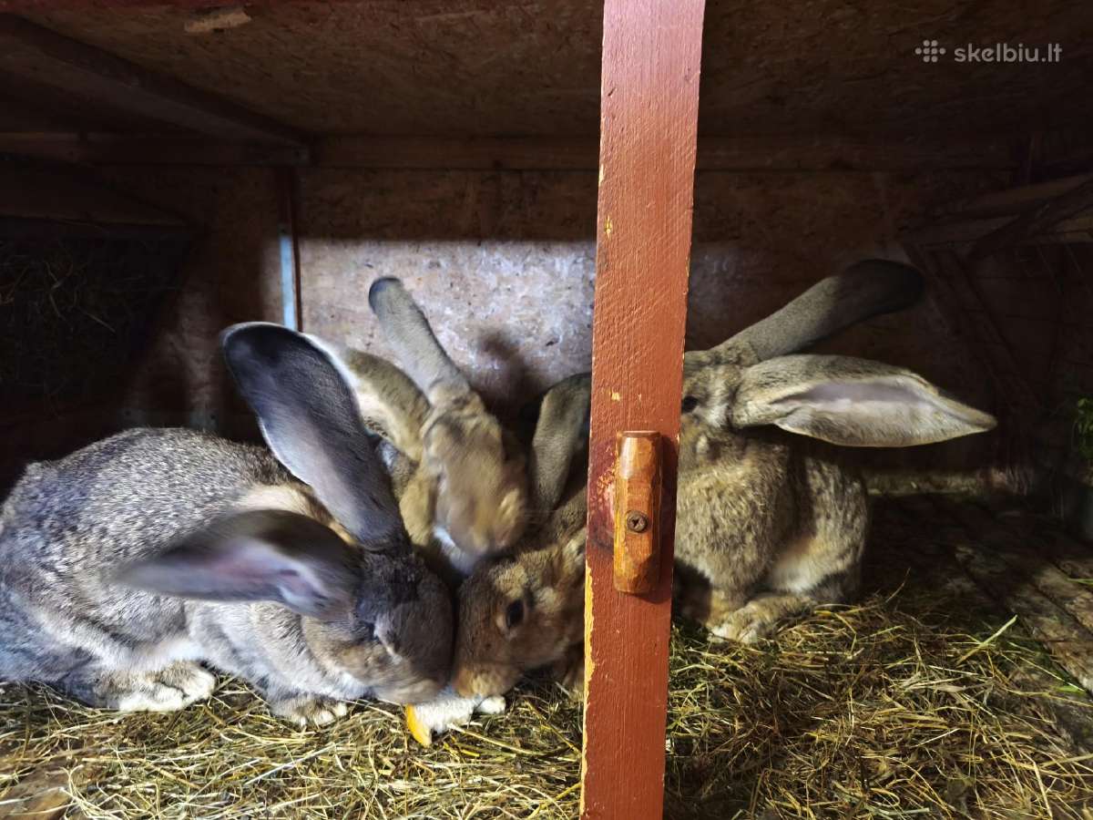Parduodu grynaveislius belgu milzinus . - nuotraukos Nr. 11