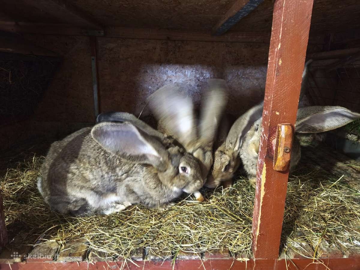 Parduodu grynaveislius belgu milzinus . - nuotraukos Nr. 12