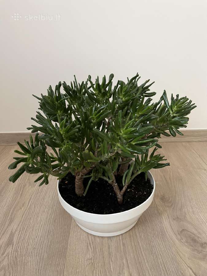 Crassula hobbit sukulentas