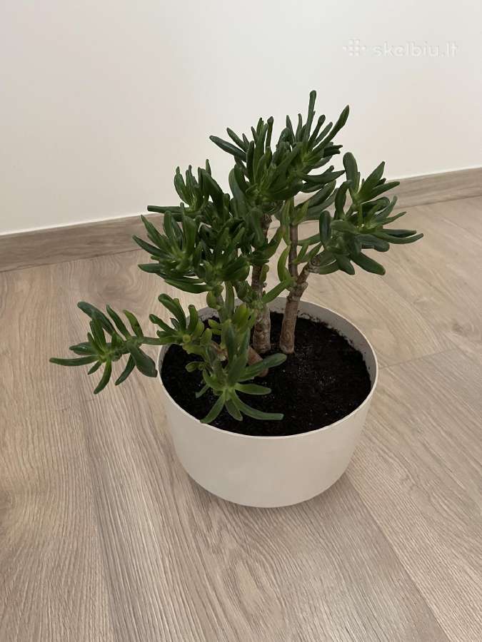 Crassula hobbit sukulentas