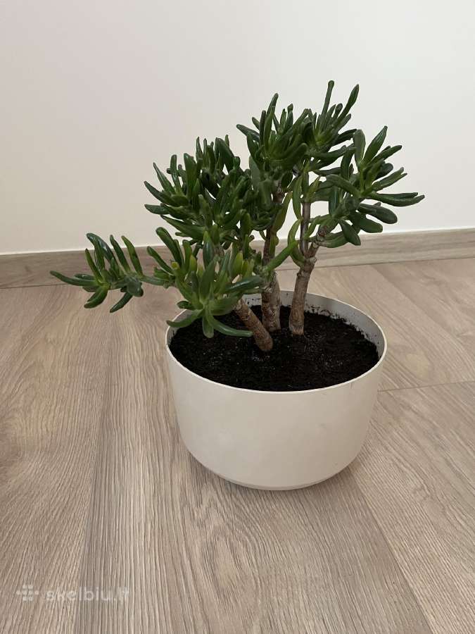 Crassula hobbit sukulentas - nuotraukos Nr. 2